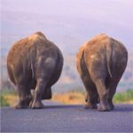 Rhino in hluhluwe